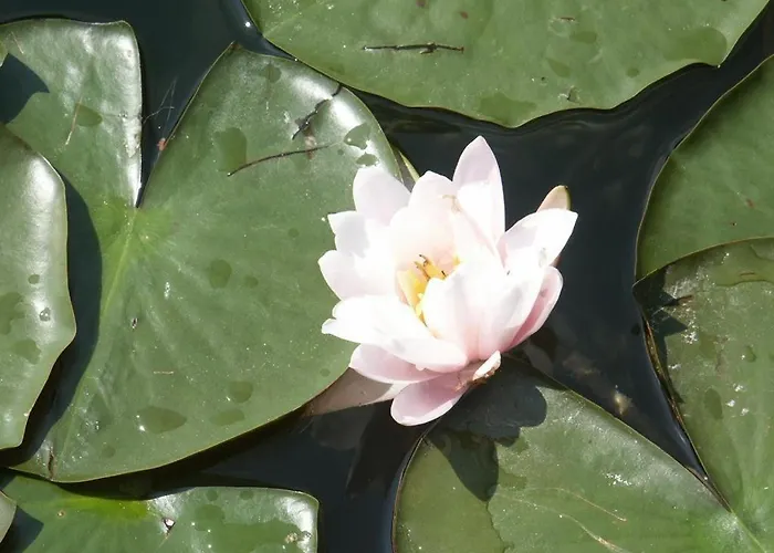 Silvia Wutte Srejach