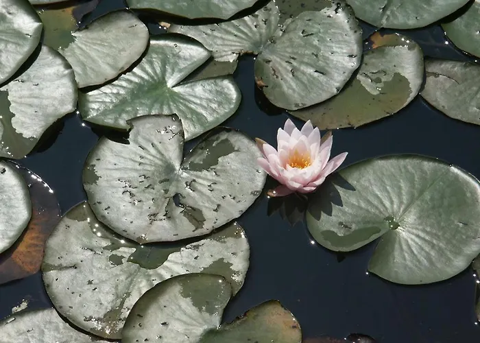 Silvia Wutte * Srejach